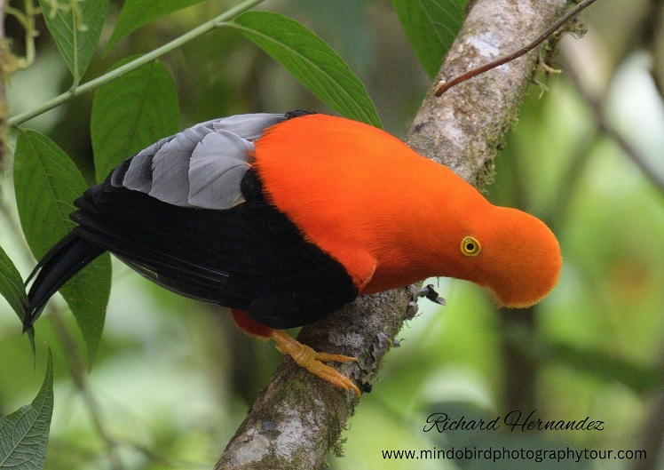 birdingecuador